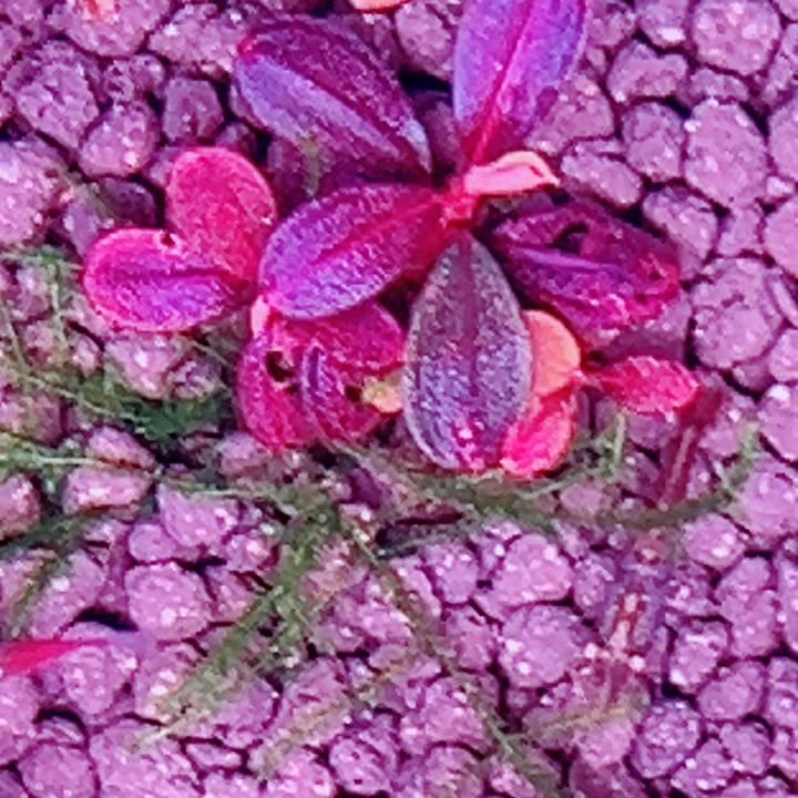 无花朵福利辣椒榕雅典娜