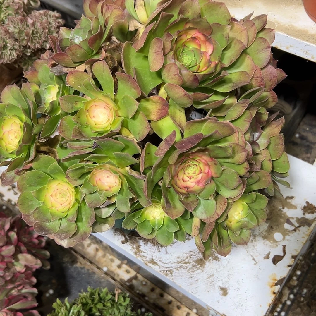 多51肉植物万圣节法师