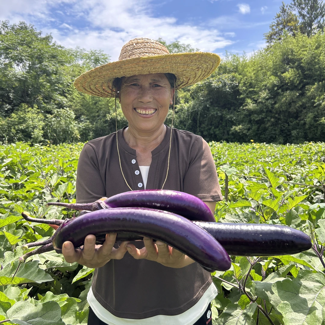 邵阳农家本地种植露天特产当季新鲜时令蔬菜本地茄子现摘现发