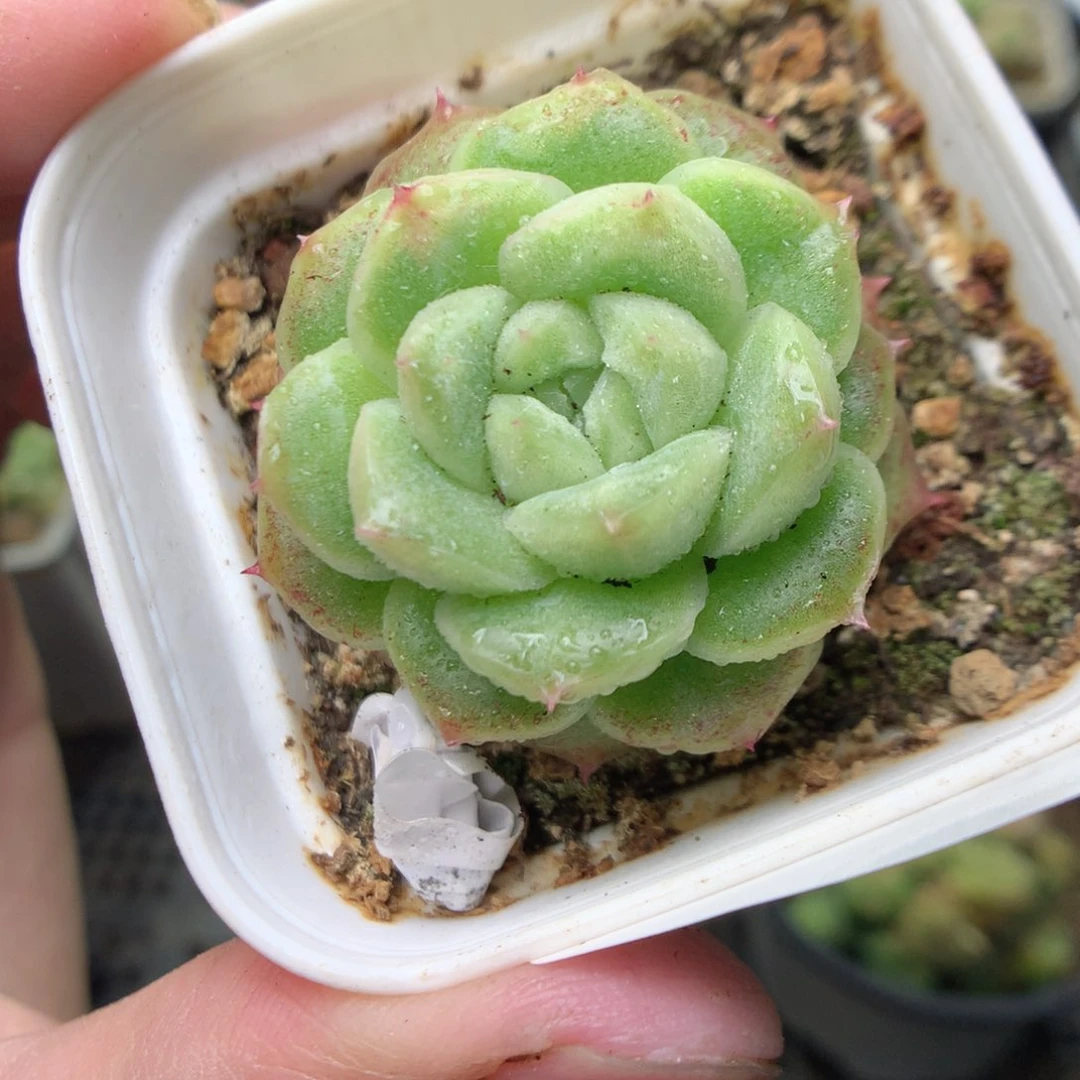 V149y y y y y y y y y y