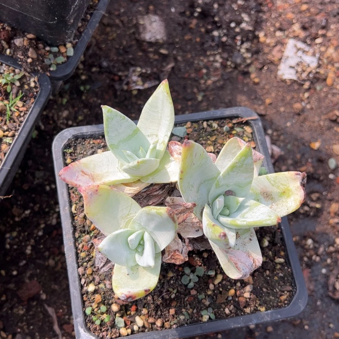 2237三头牡丹哈哈哈哈哈多肉