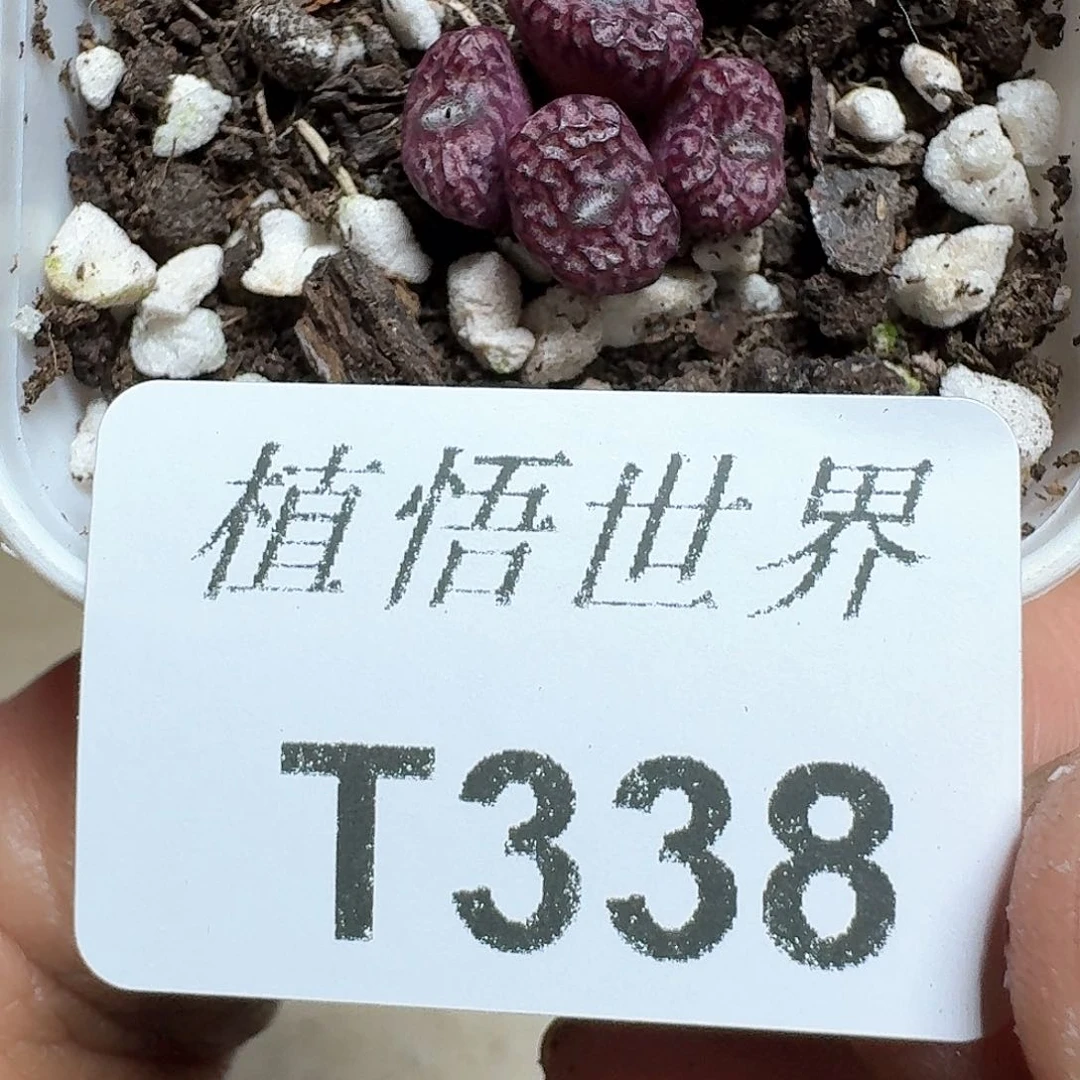 338盒多肉植物哇f v