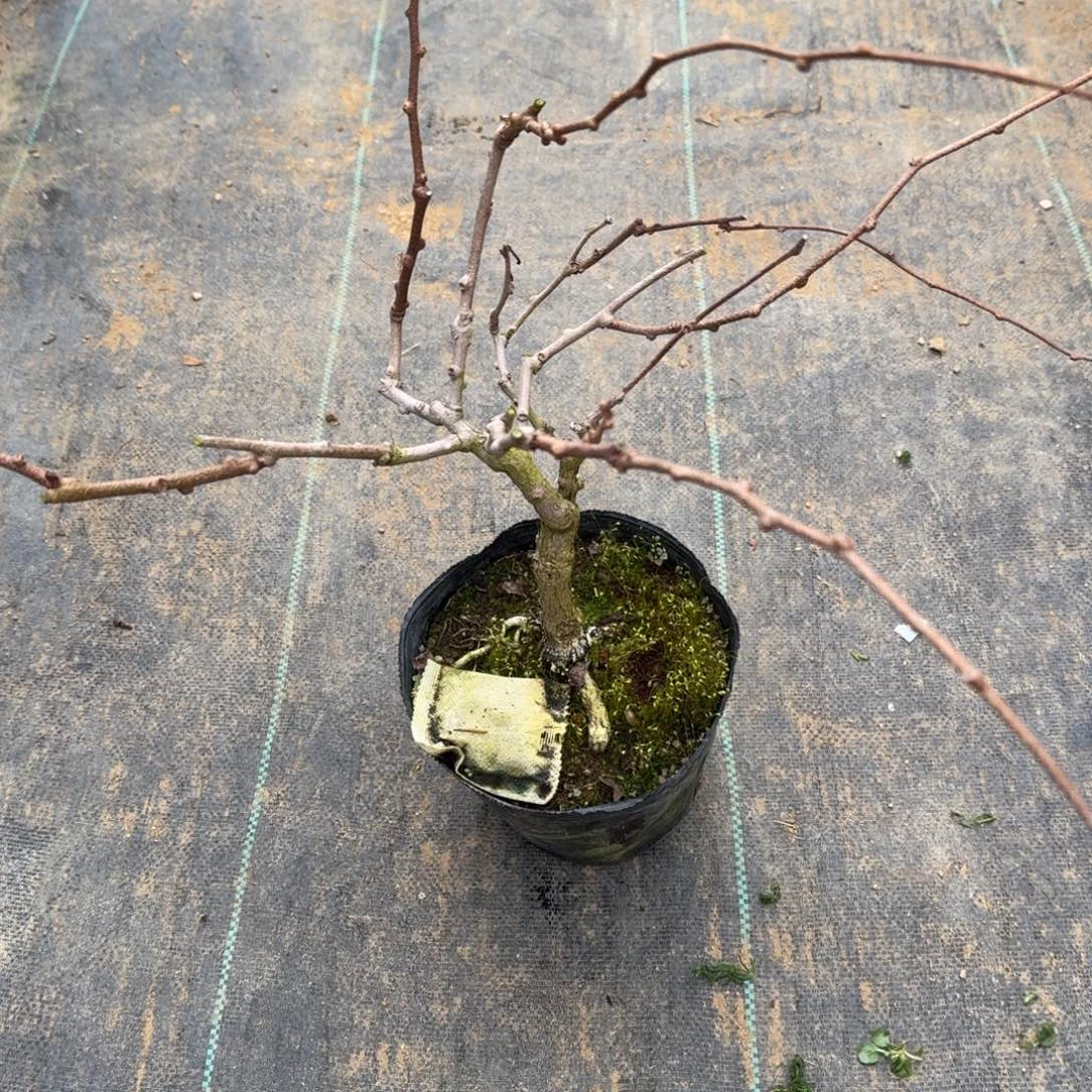 盆景不包邮顺丰到付小***汤