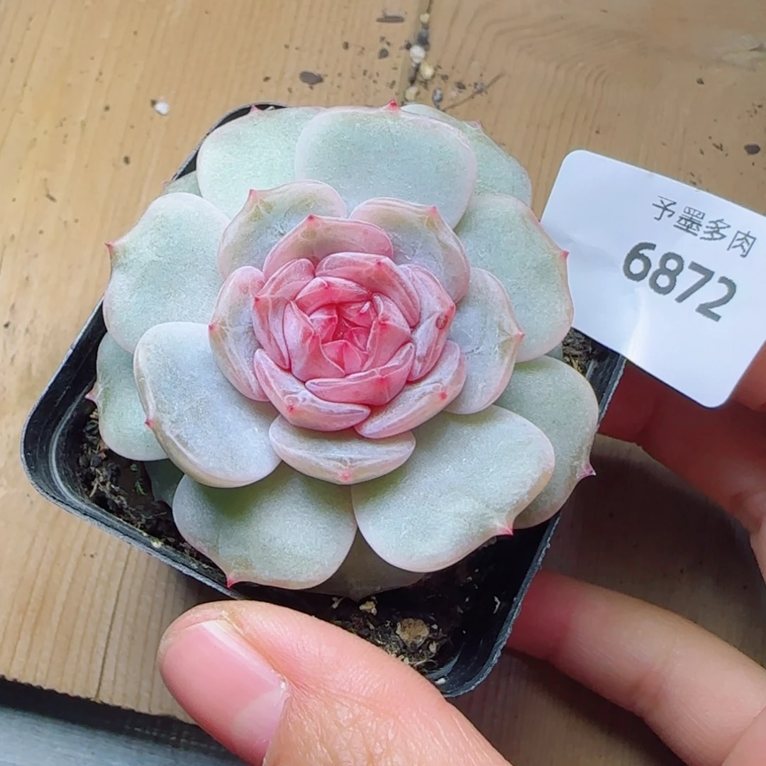 粉恋，6872多肉植物