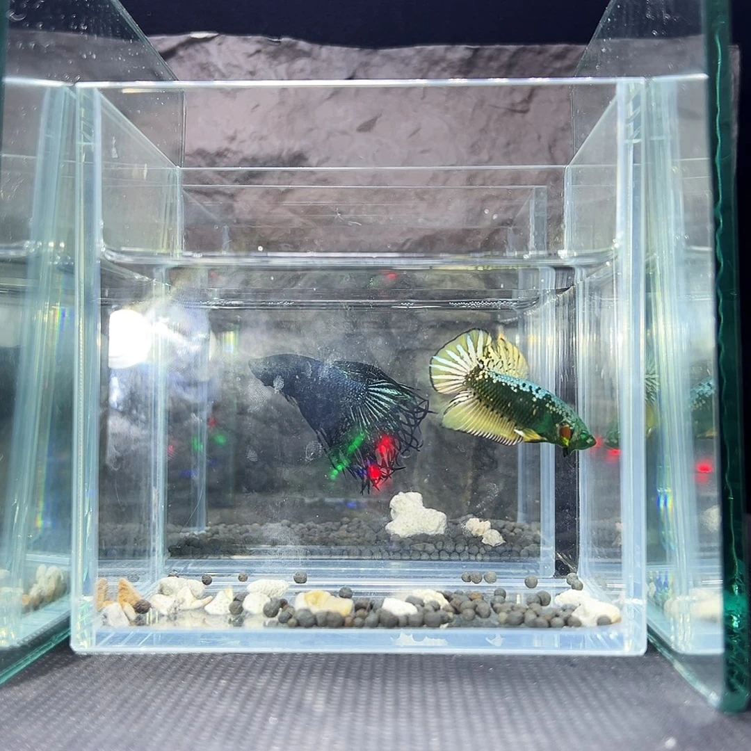 斗鱼精品精品精品精品精品