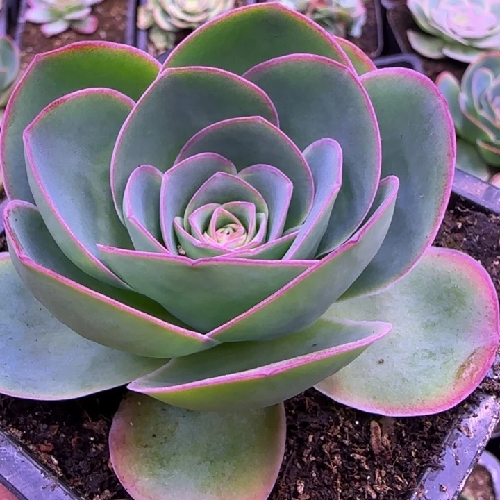 单头7厘米43443838383