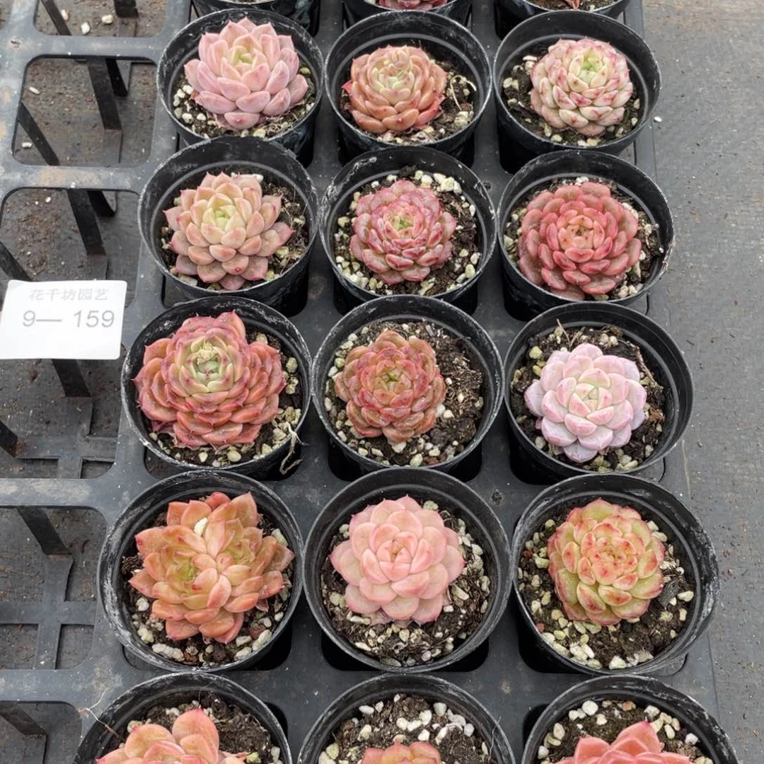 一物一拍18棵9-159