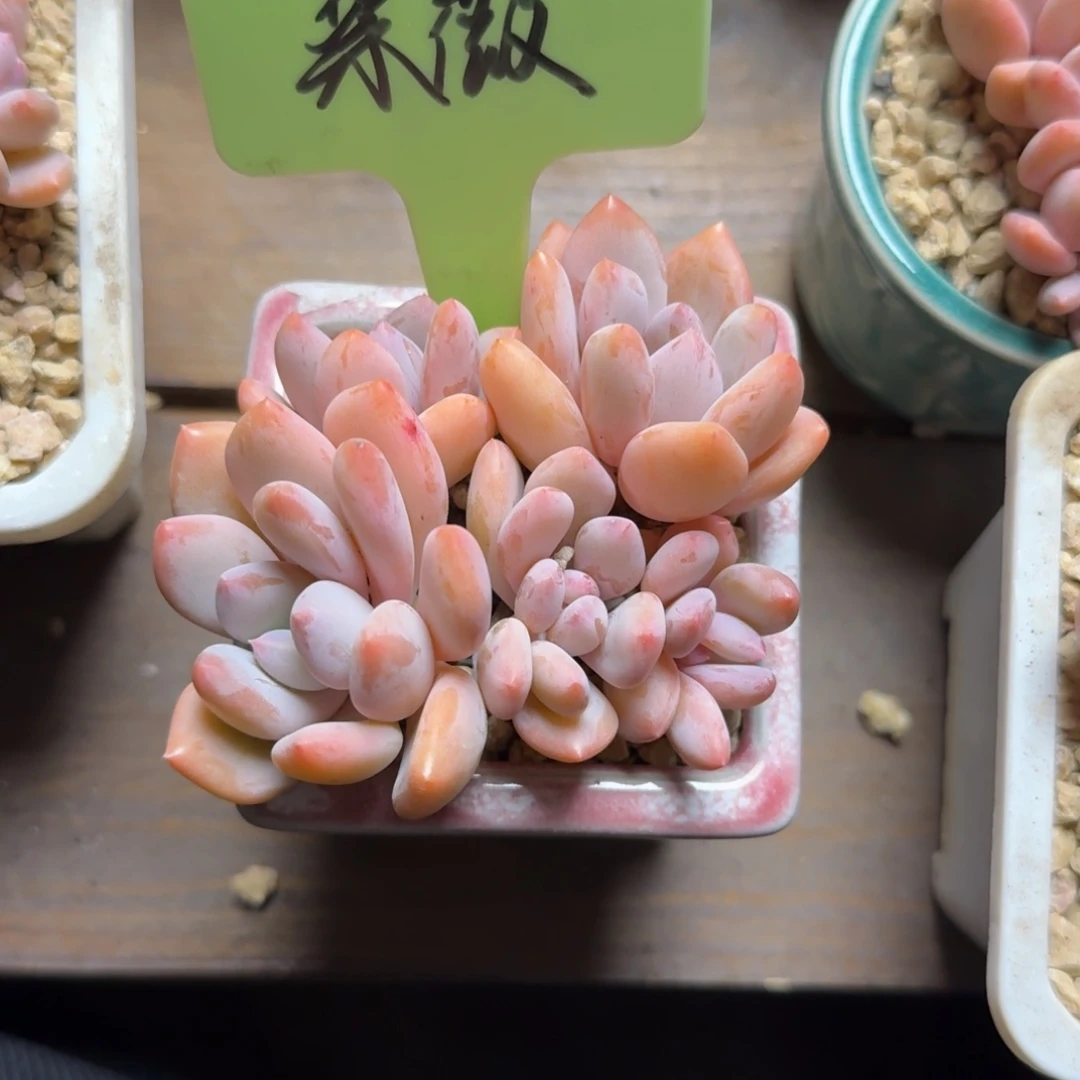 紫***学11111111111111111111111111