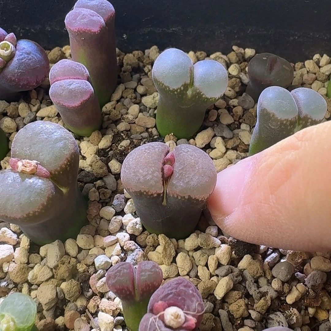 36号单头丝绒窗一物一拍1.5