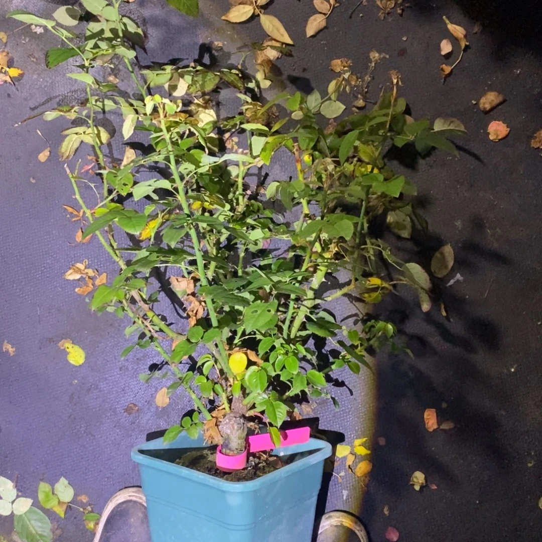 无花朵诺亚玫瑰浓香大花土球发货