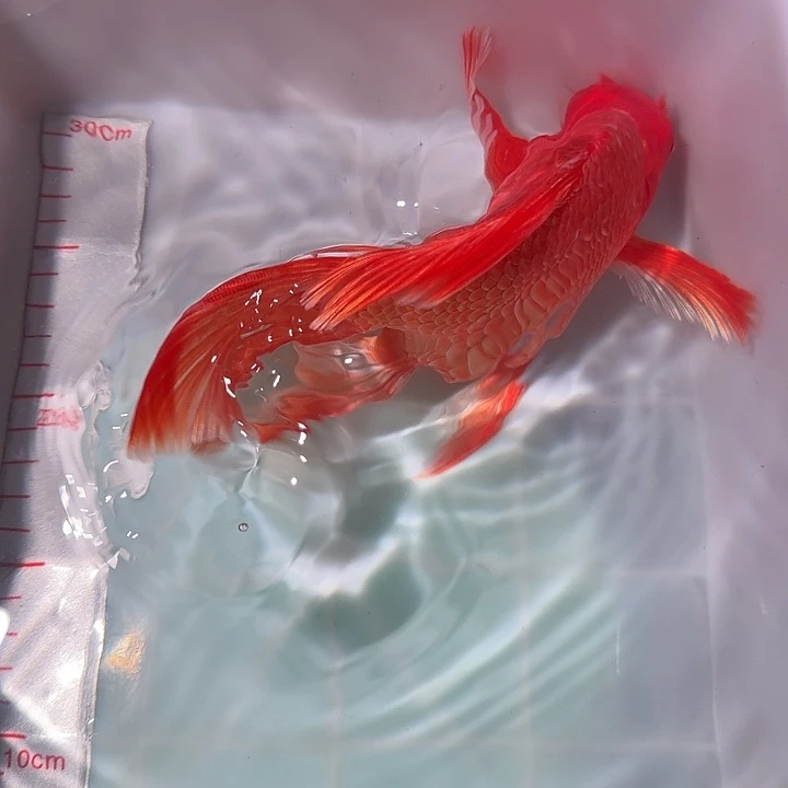 蝴蝶鲤鱼蝴蝶里冷水观赏鱼微瑕