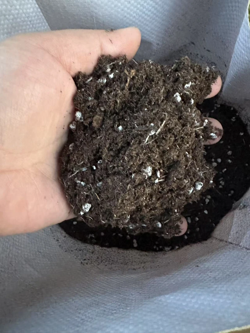 营养土12升室外施肥生长植株使用阳台降温花色开花容易