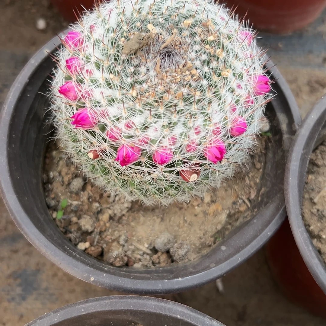 多肉植物玉翁开花