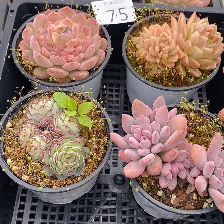 75 多肉植物盆栽花卉植物