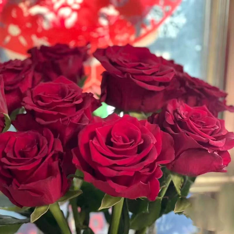 基地挚爱单头玫瑰花期更长1单顺丰包邮