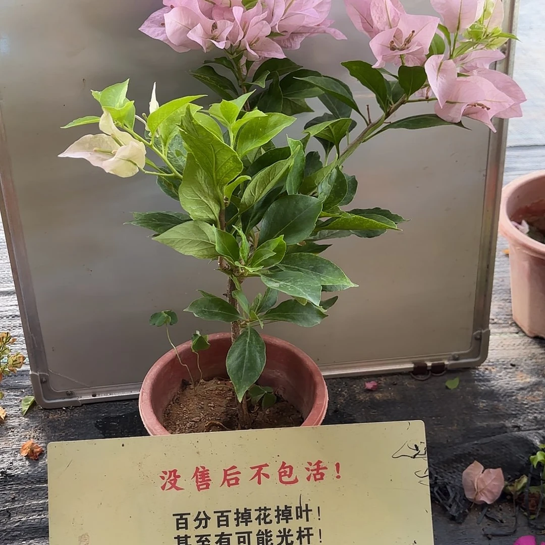 无花朵三角梅金夫人