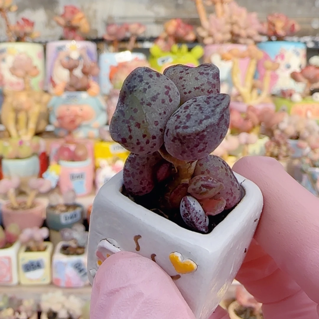 猫耳海豹 盆口2.5cm
