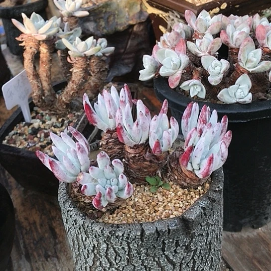 韩货原种棒叶仙女棒