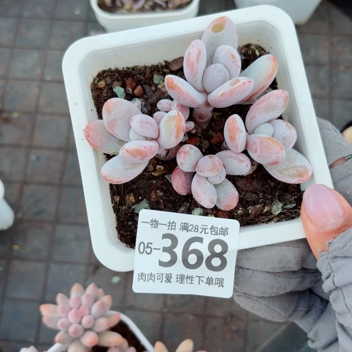 雪美人多肉无盆土发货