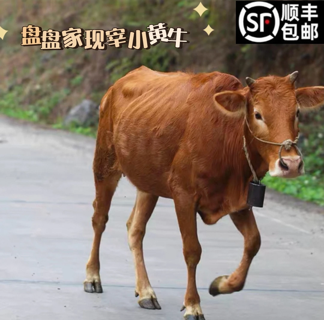 改价链接 云南特色小黄牛纯草饲新鲜散养牛肉4斤起拍