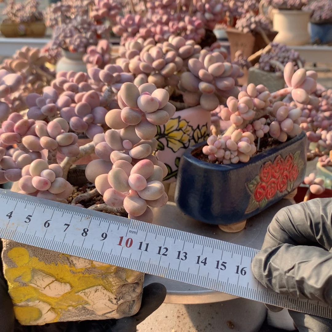 我***山93号桃蛋蛋带盆偏远地区不包邮的