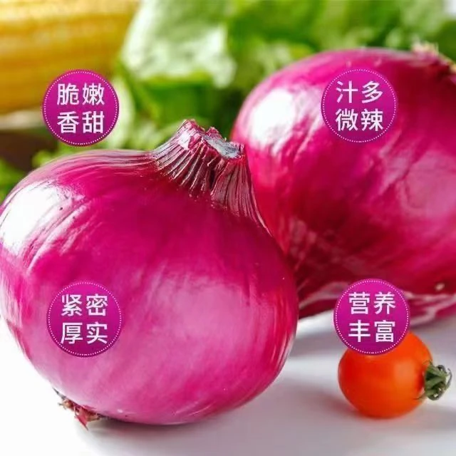 河南新鲜现挖现发采摘紫皮洋葱坏烂包赔