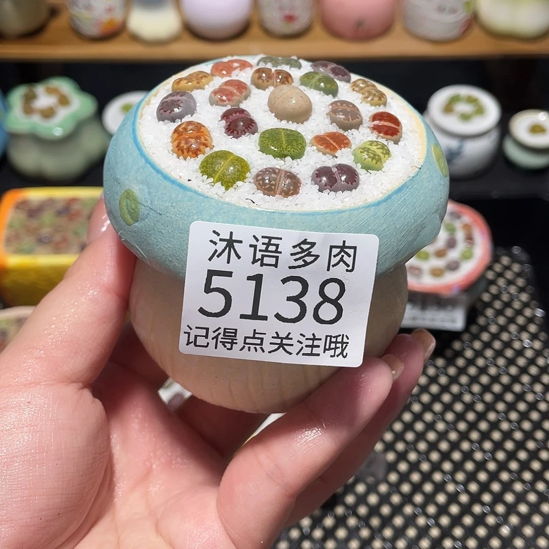 带盆土植物 一物一拍5138