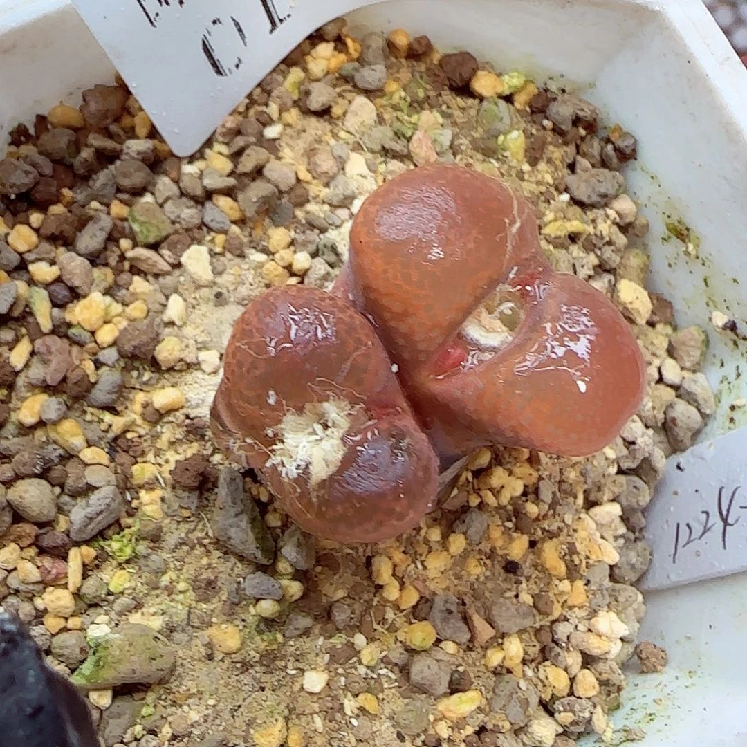 生石花满18包邮0104-6