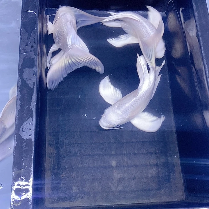 老***叔蝴蝶鲤鱼蝴蝶鲤三条