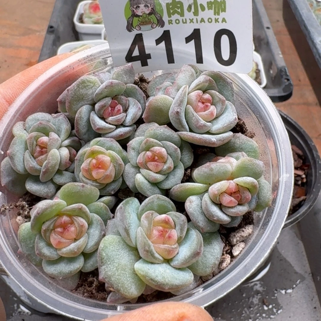 多肉植物多肉植物