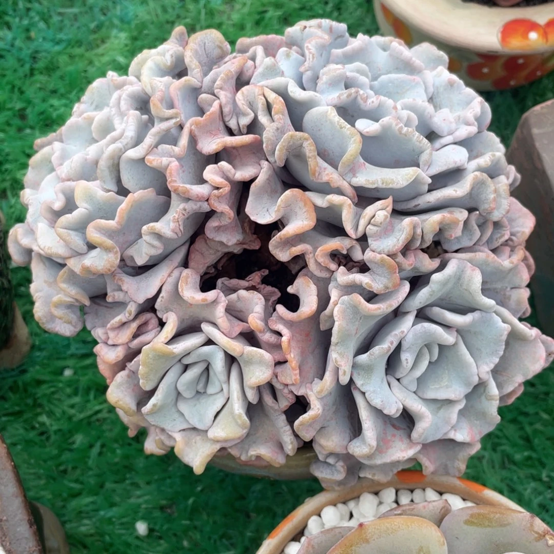 芭蕾舞者多肉植物盆栽多肉