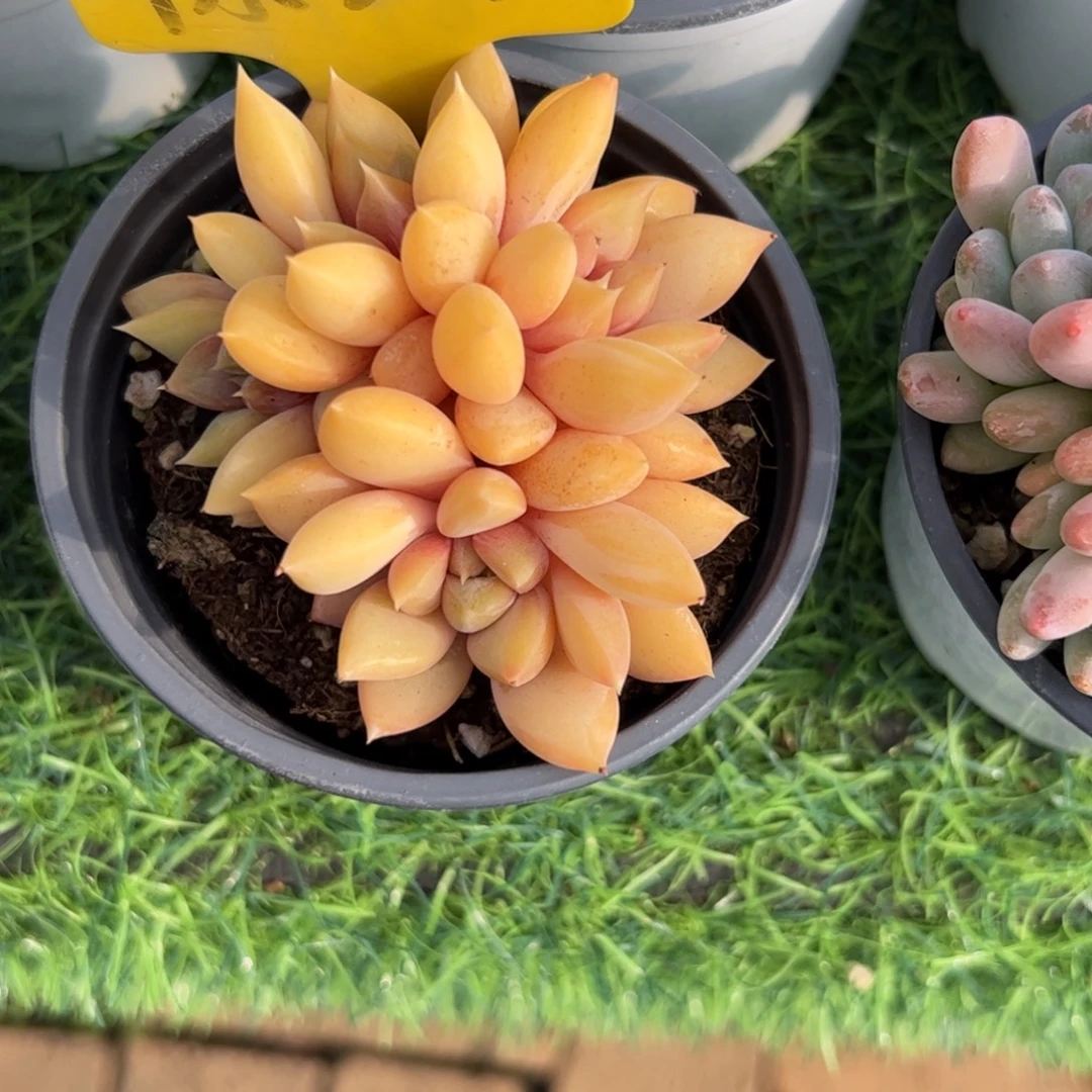 红象牙多肉植物保护