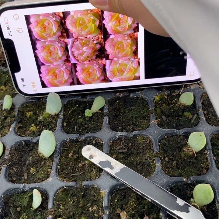 穴盘鱼柒芽苗一个多肉