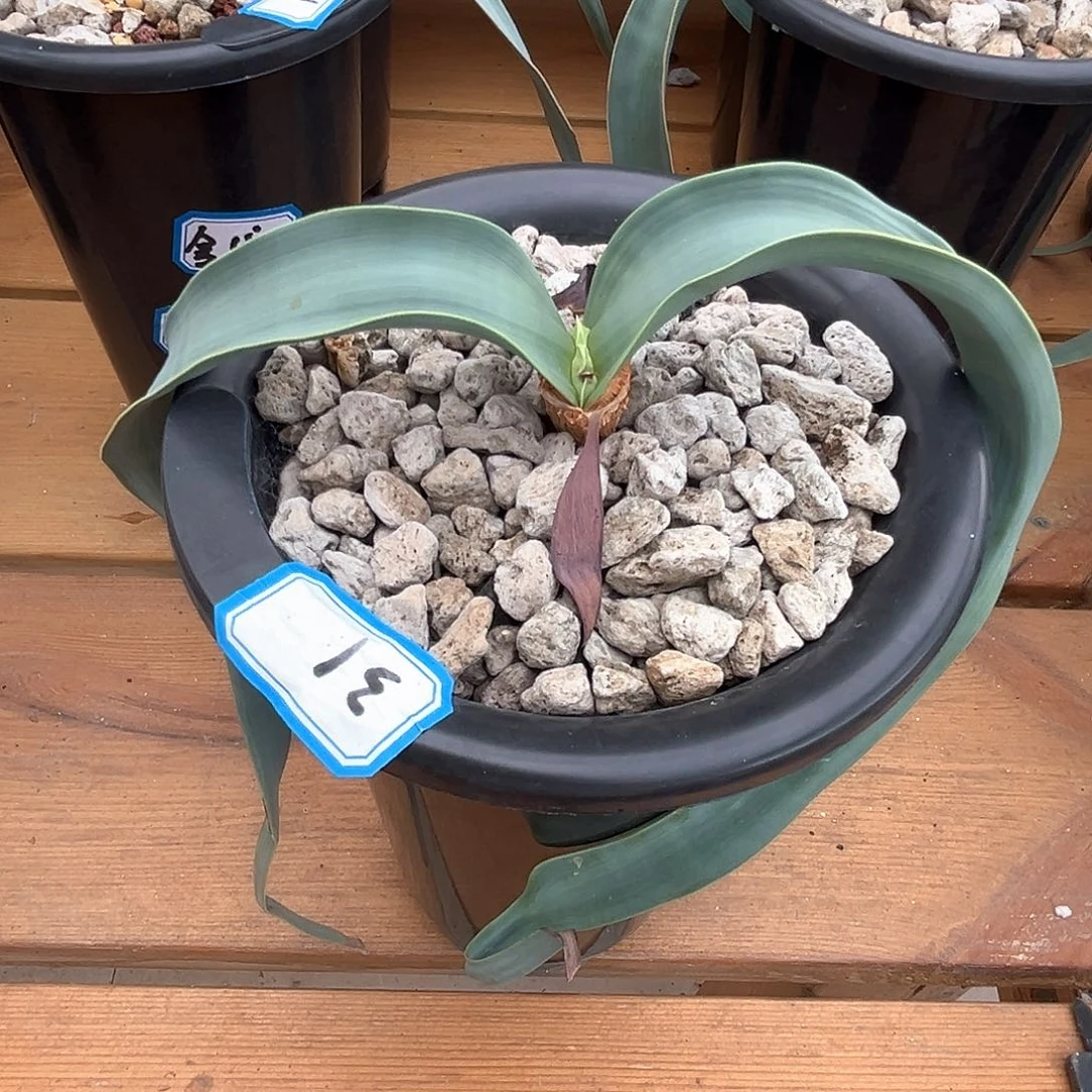 潮流植物百岁兰，爱心叶31