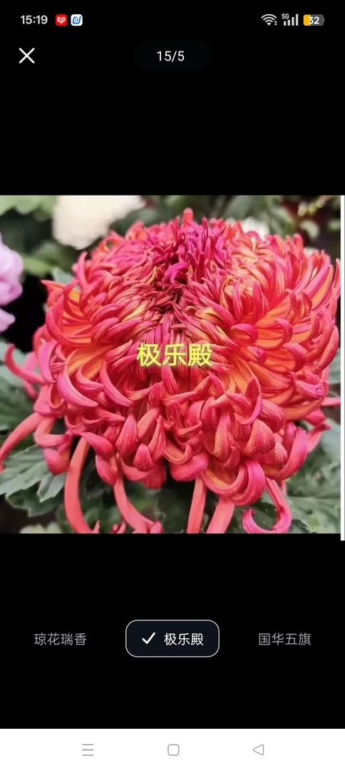 极乐殿半成品菊花苗耐寒耐热阳台地栽