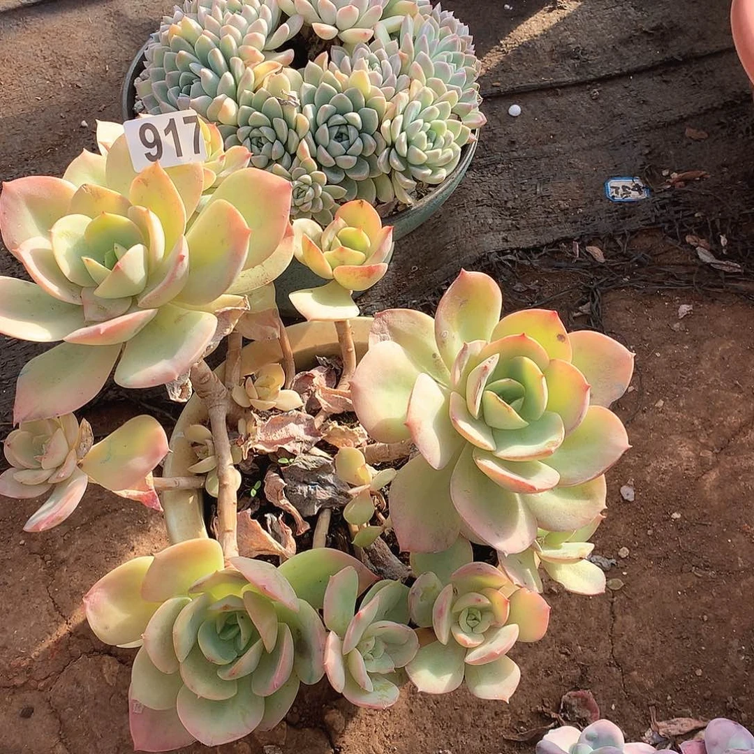 917趴趴熊一物一拍多肉