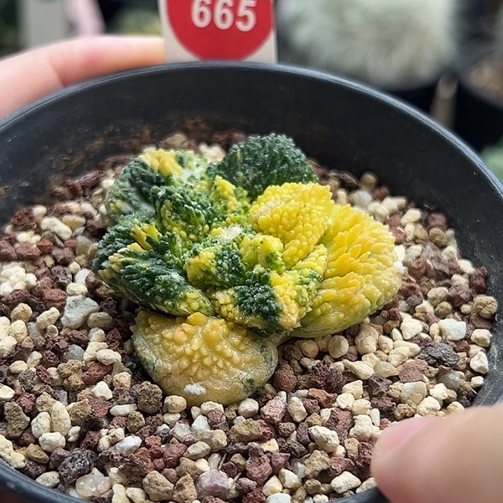 自根哥斯拉龟甲牡丹锦4.9cm