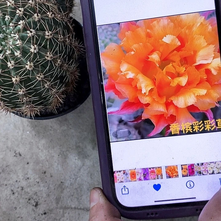 香槟彩仙人球，257899