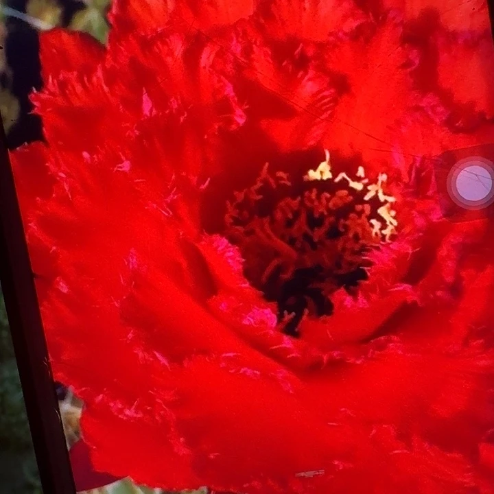 清35 侧芽5公分左右毛花柱