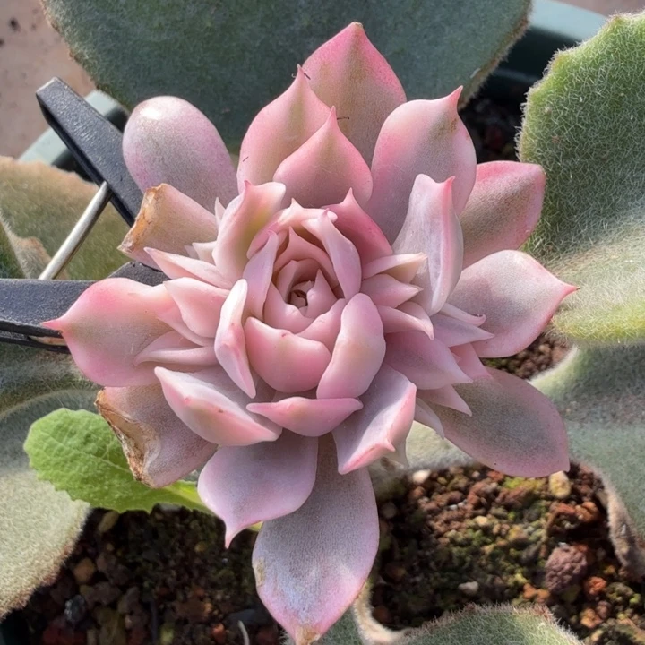 粉蝶锦 群腹轮锦