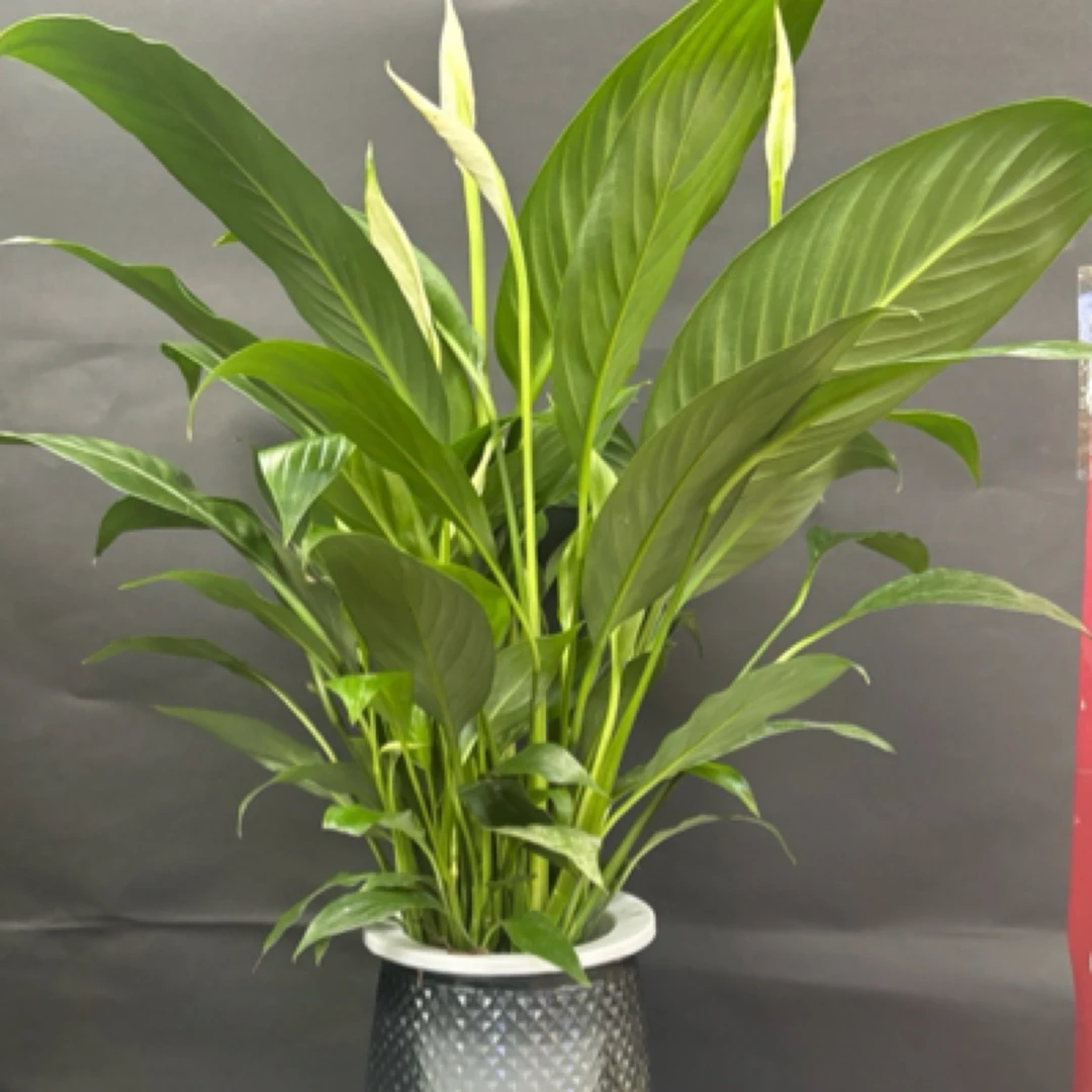 绿植盆栽净化空气吸甲醛水培带盆好养一帆风顺白掌