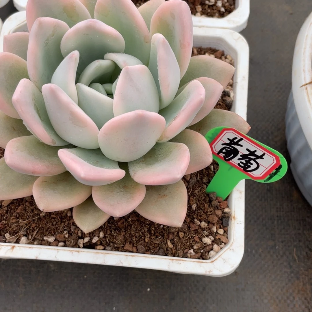 ?**?姐姐真的要笑成一