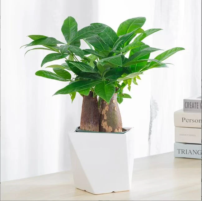 三杆发财树客厅新款绿植室内招财植物四季常青好养【云境盆栽8】