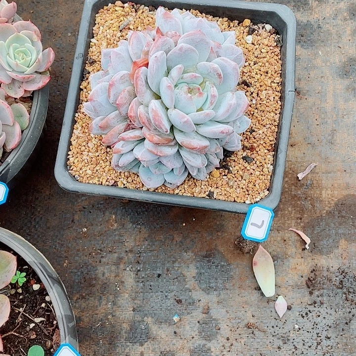 07橙子 一物一拍多肉