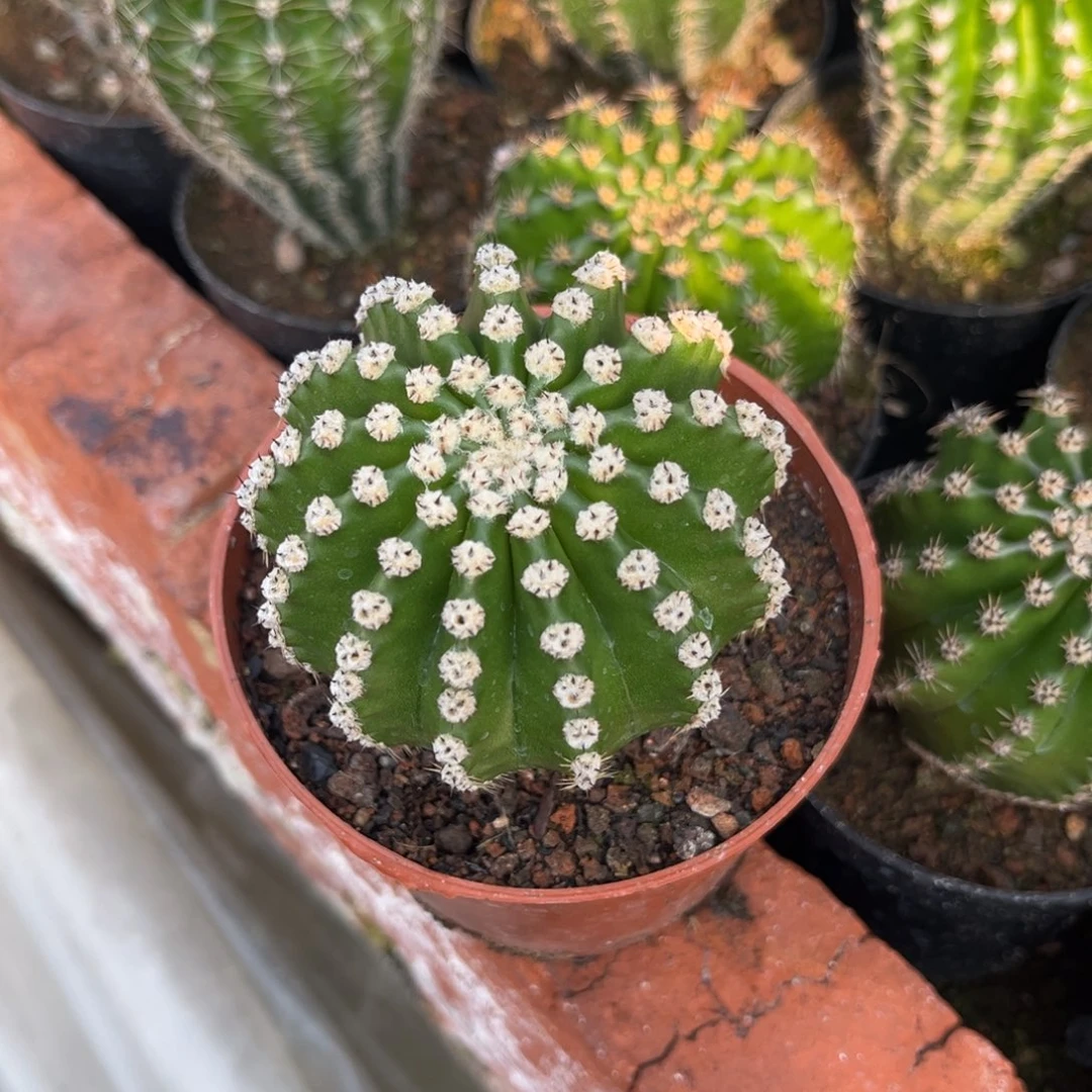 韵*竹实生彩草仙人球1