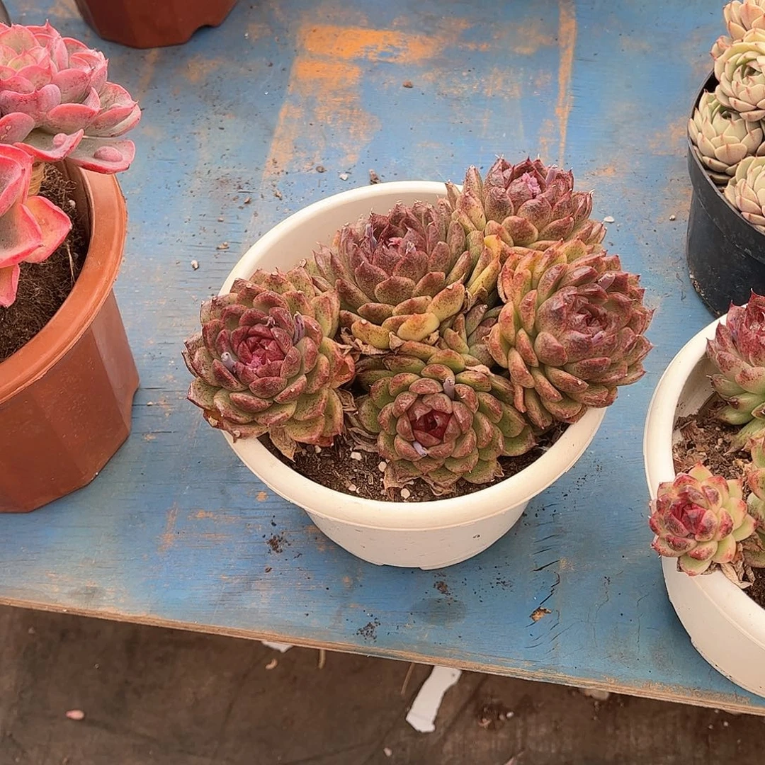 .****吴紫水晶多肉植物保护27