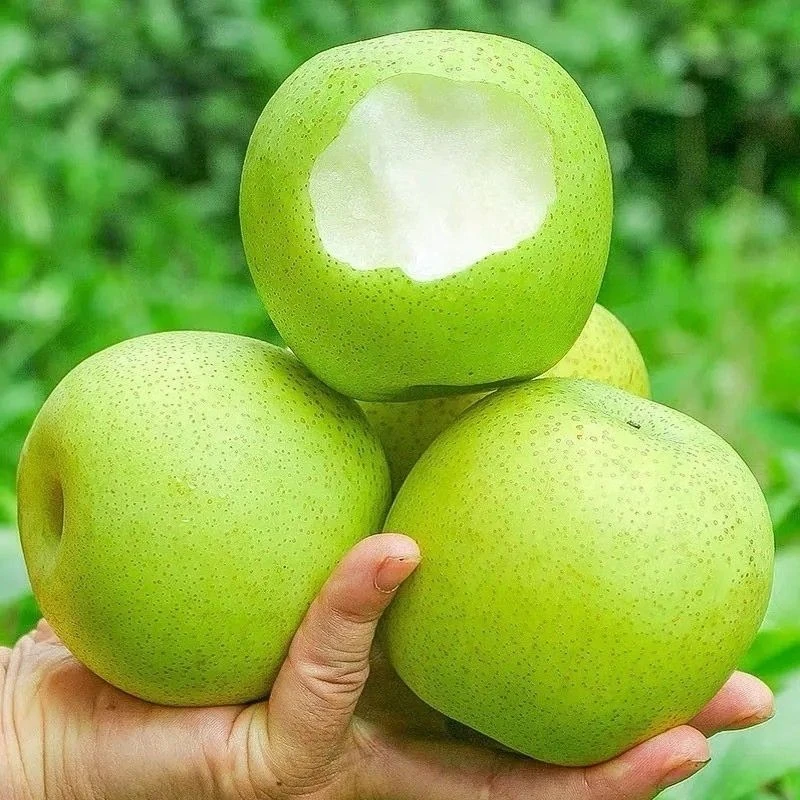 梨子新鲜酥脆甜梨农家新鲜脆甜梨现摘现发细腻无渣
