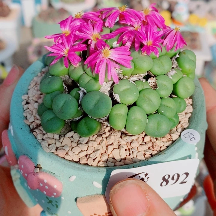 默***出生石花花花花花花892