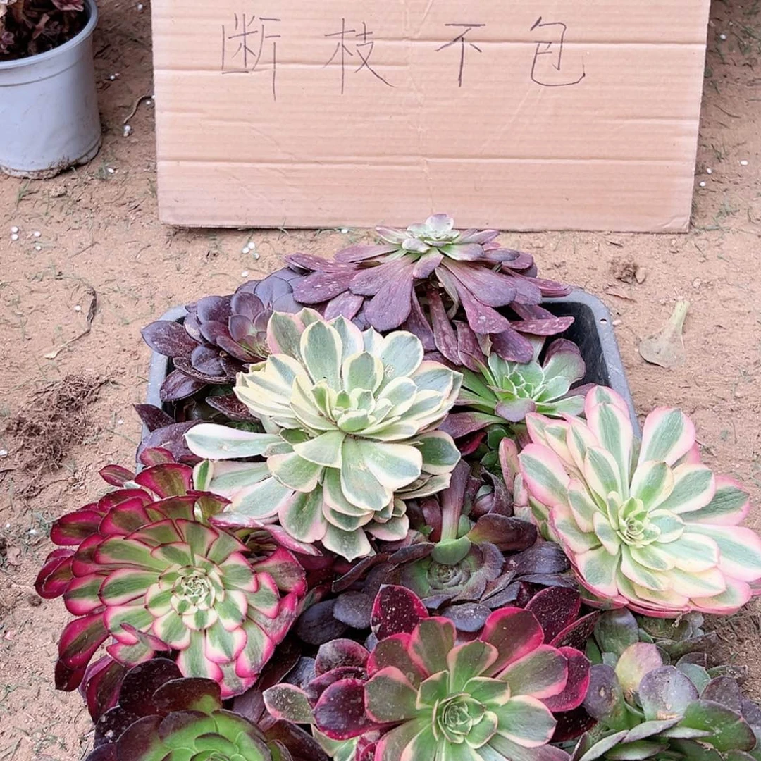 【闪购商品】套餐10颗多肉植物随机发货