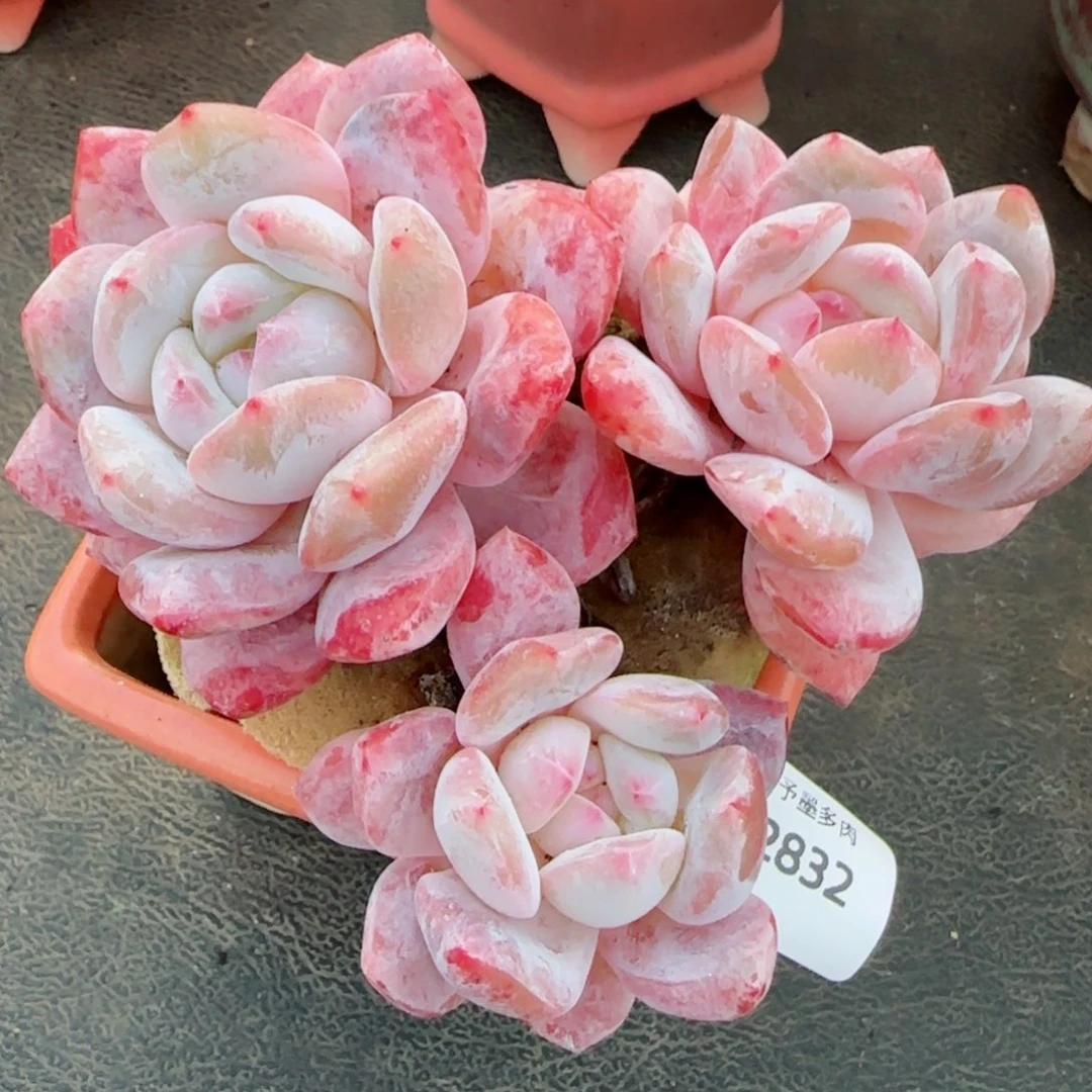 雪之魄，2832多肉植物